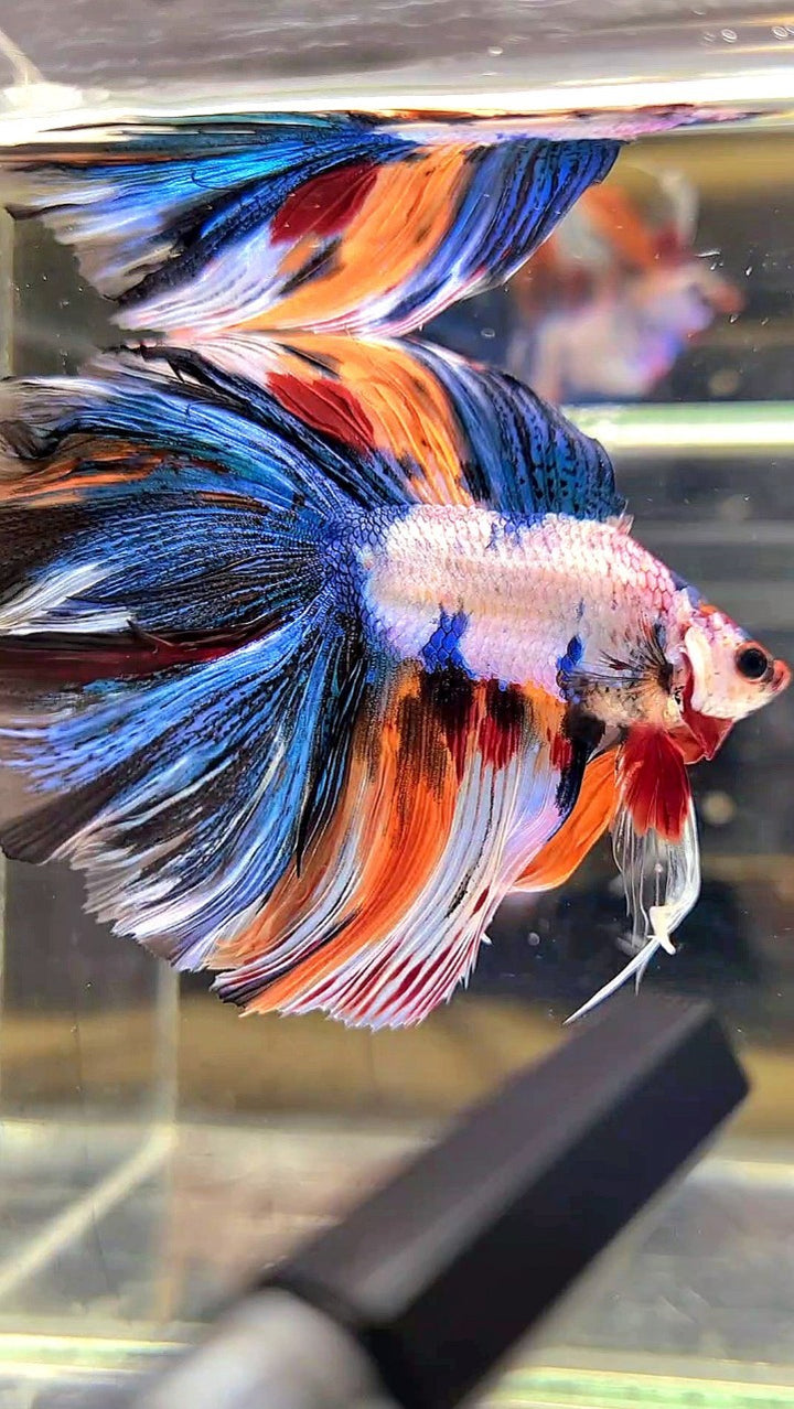 HALFMOON TAIL – Rare Betta Fish Store