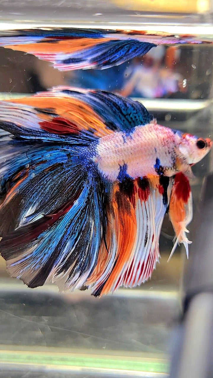 XL HALFMOON DOUBLE TAIL OVERTAIL BLUE ORANGE FANCY MULTICOLOR BETTA FISH