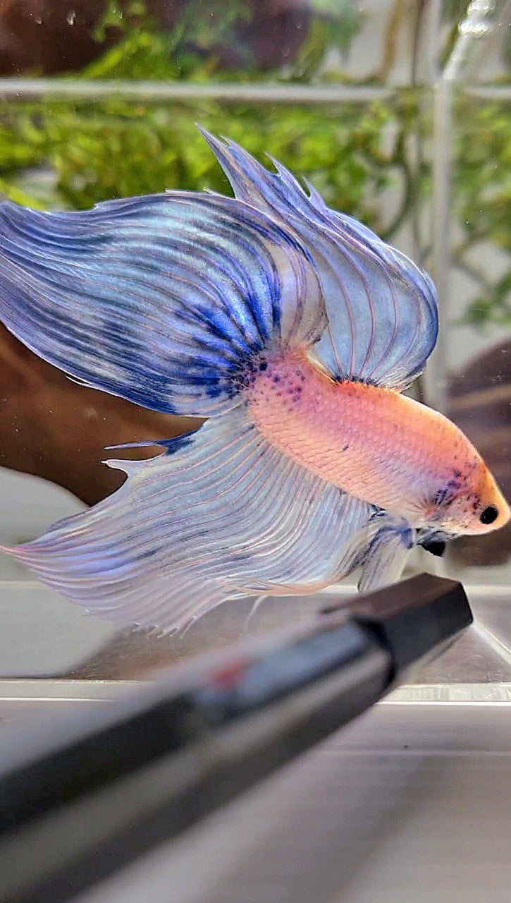 XL VEILTAIL BLUE LIGHT GRIZZLE YELLOW HEAD BETTA FISH