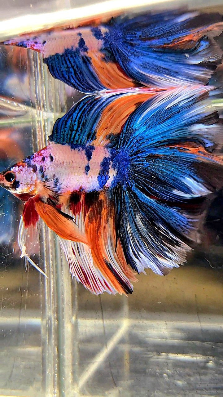 XL HALFMOON DOUBLE TAIL OVERTAIL BLUE ORANGE FANCY MULTICOLOR BETTA FISH