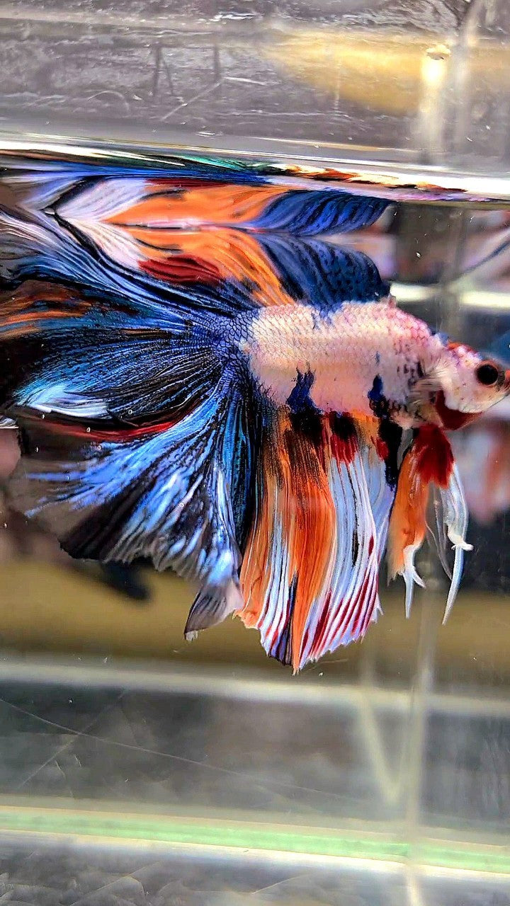 XL HALFMOON DOUBLE TAIL OVERTAIL BLUE ORANGE FANCY MULTICOLOR BETTA FISH