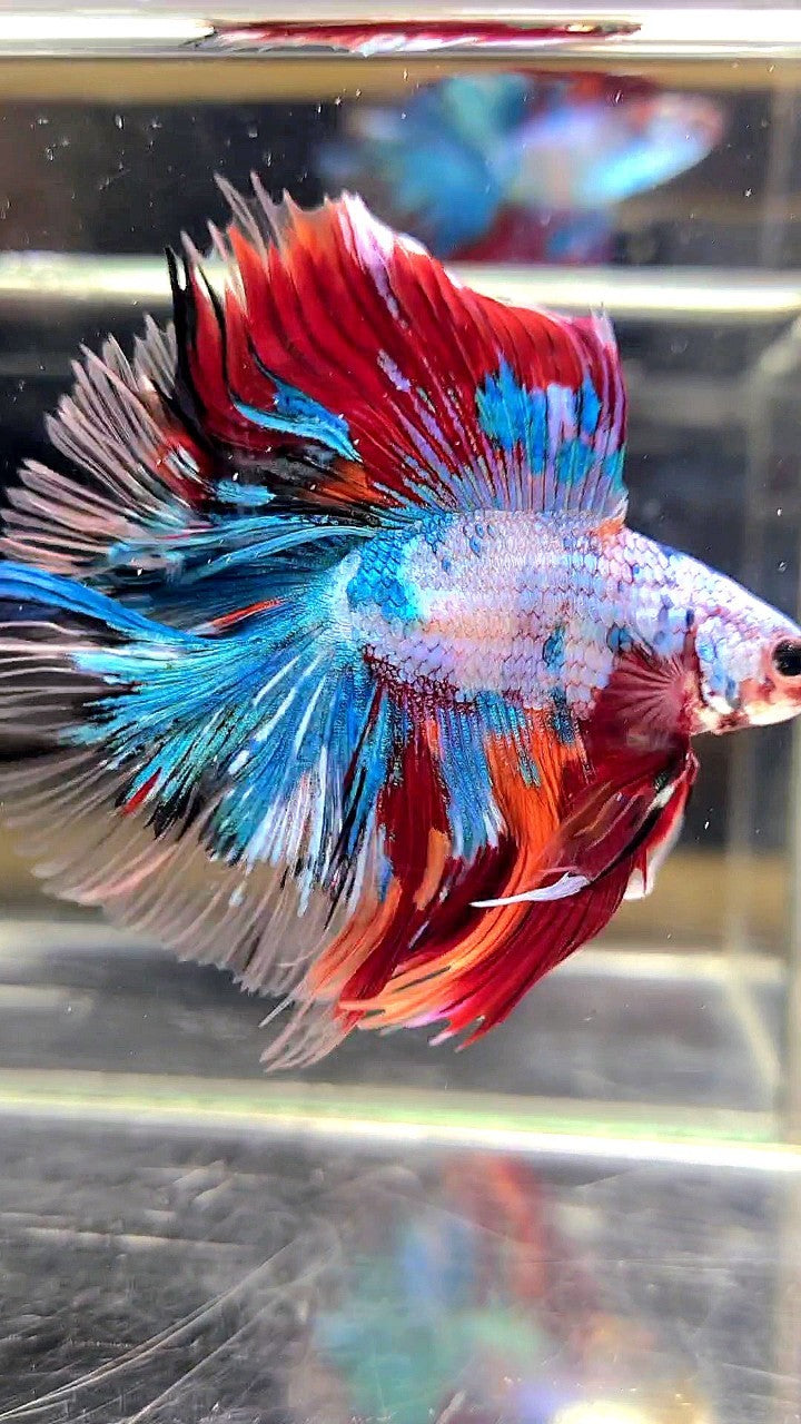 XL HALFMOON DOUBLE TAIL OVERTAIL BLUE RED FANCY MULTICOLOR BETTA FISH