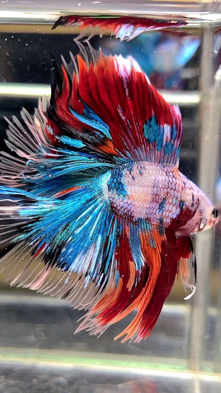 XL HALFMOON DOUBLE TAIL OVERTAIL BLUE RED FANCY MULTICOLOR BETTA FISH