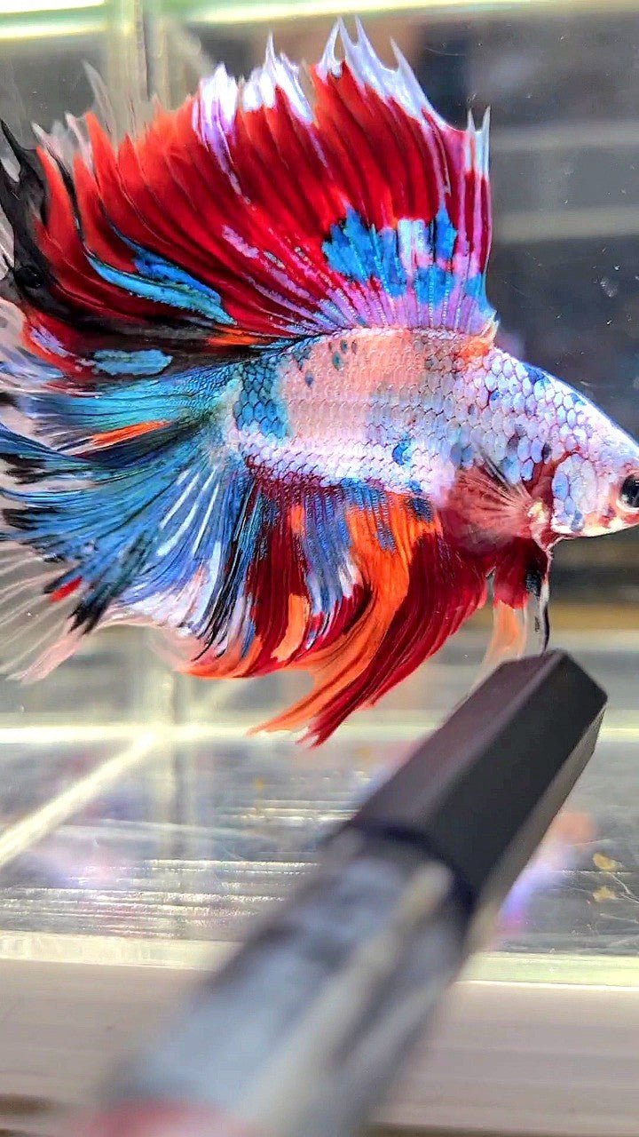 XL HALFMOON DOUBLE TAIL OVERTAIL BLUE RED FANCY MULTICOLOR BETTA FISH