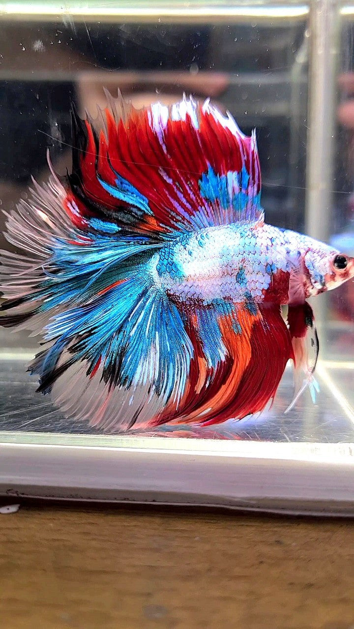 XL HALFMOON DOUBLE TAIL OVERTAIL BLUE RED FANCY MULTICOLOR BETTA FISH