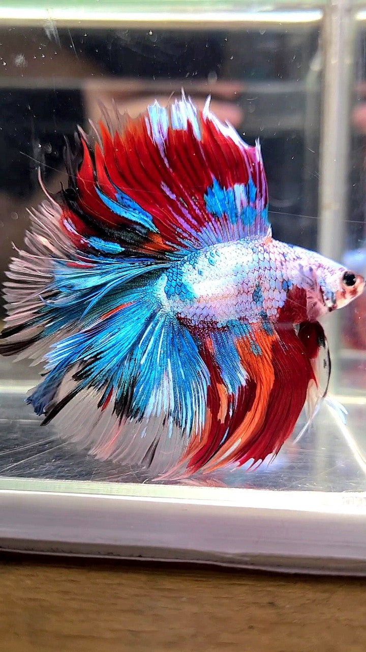 XL HALFMOON DOUBLE TAIL OVERTAIL BLUE RED FANCY MULTICOLOR BETTA FISH