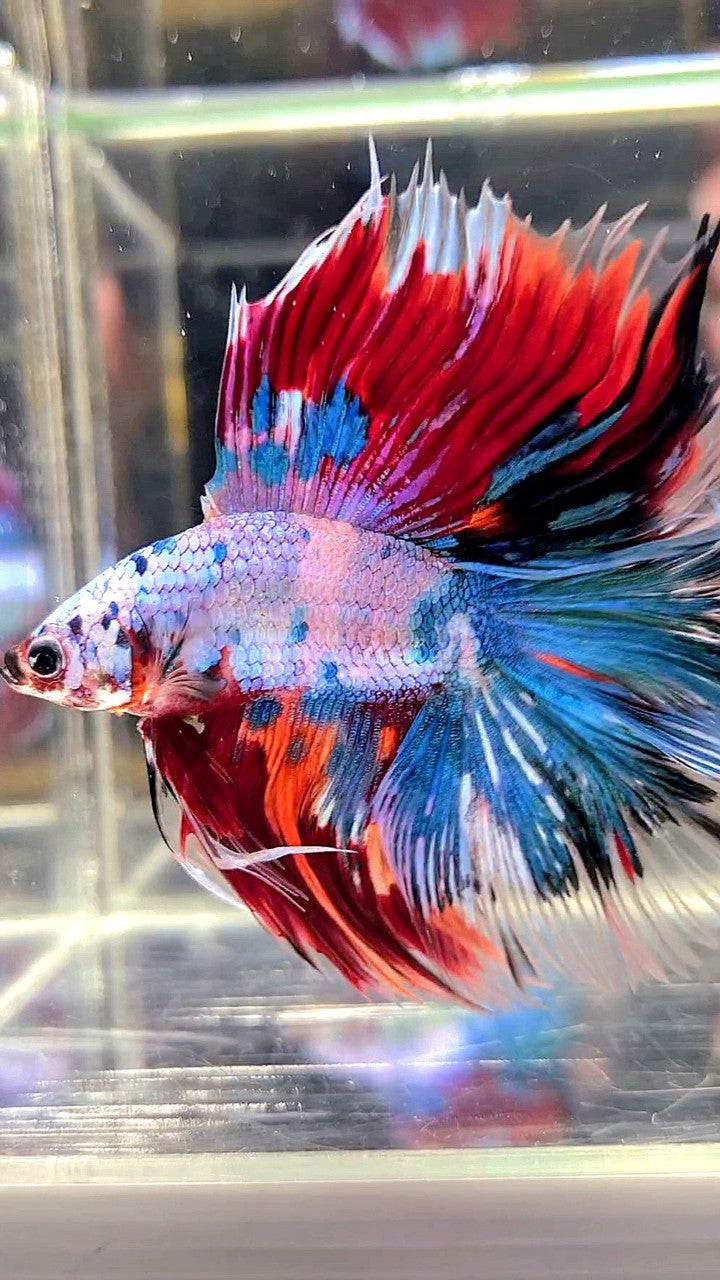 XL HALFMOON DOUBLE TAIL OVERTAIL BLUE RED FANCY MULTICOLOR BETTA FISH