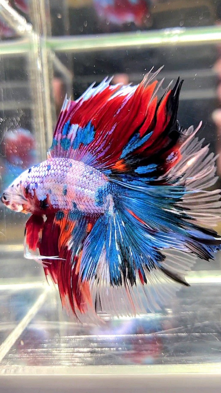 XL HALFMOON DOUBLE TAIL OVERTAIL BLUE RED FANCY MULTICOLOR BETTA FISH