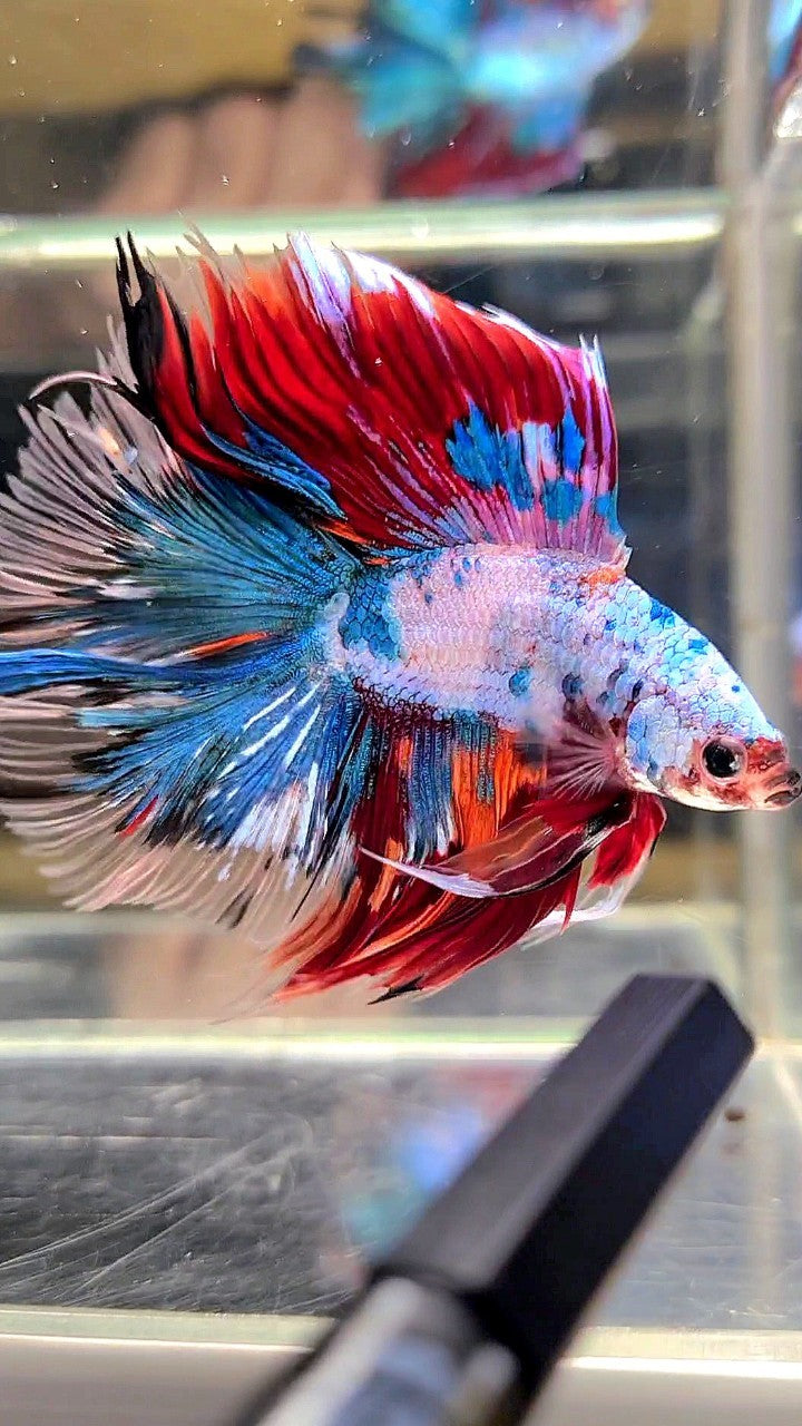 XL HALFMOON DOUBLE TAIL OVERTAIL BLUE RED FANCY MULTICOLOR BETTA FISH