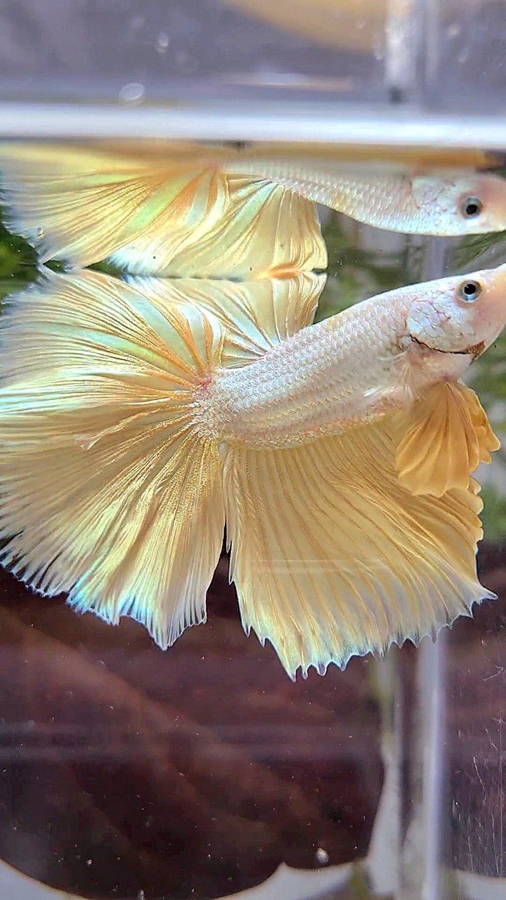 XL HALFMOON ROSETAIL YELLOW DRAGON SNOW BETTA FISH