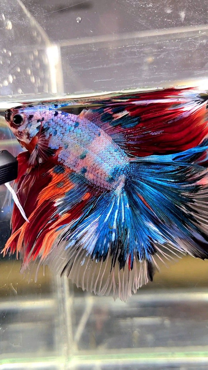 XL HALFMOON DOUBLE TAIL OVERTAIL BLUE RED FANCY MULTICOLOR BETTA FISH