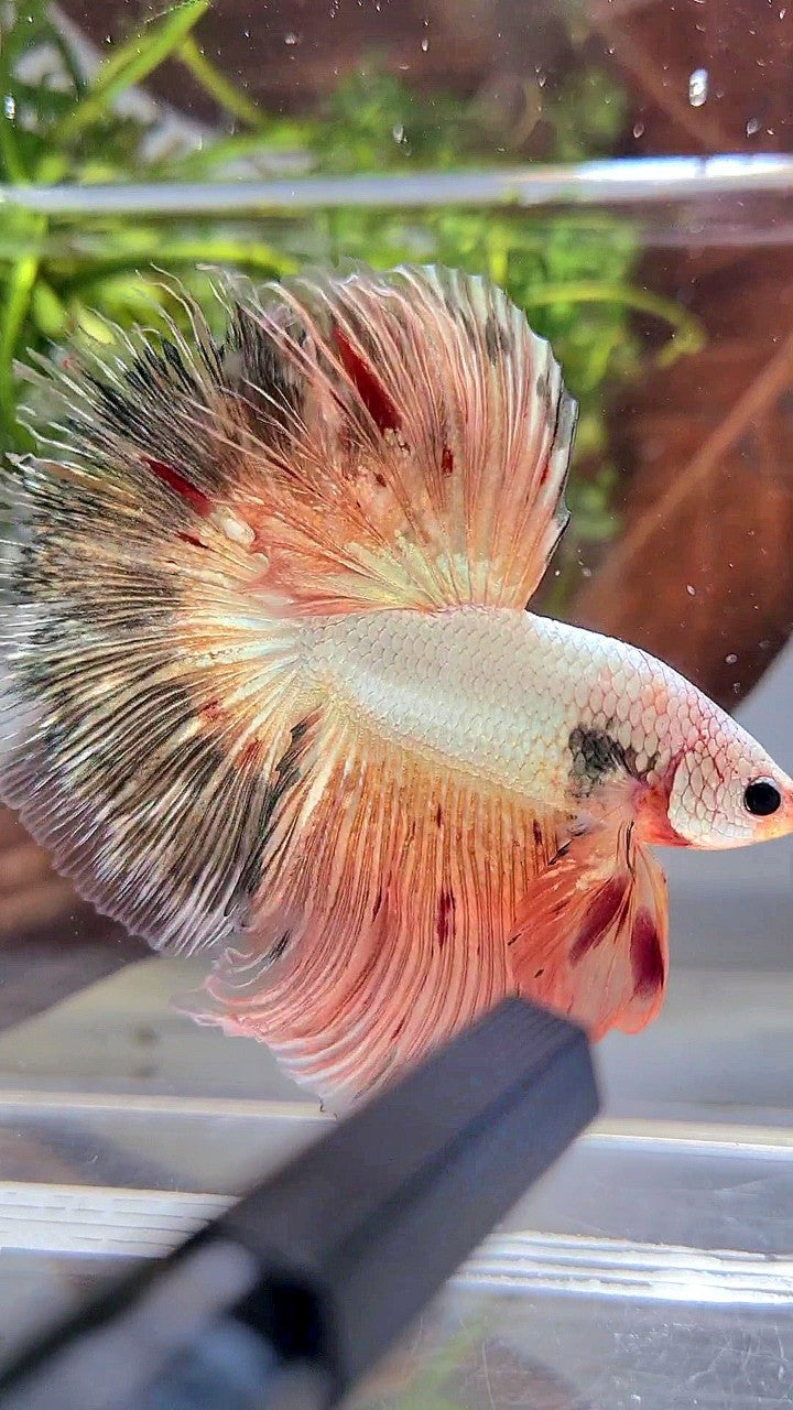 XL HALFMOON ROSETAIL PINK FLAMINGGO COPPER RIM BETTA FISH