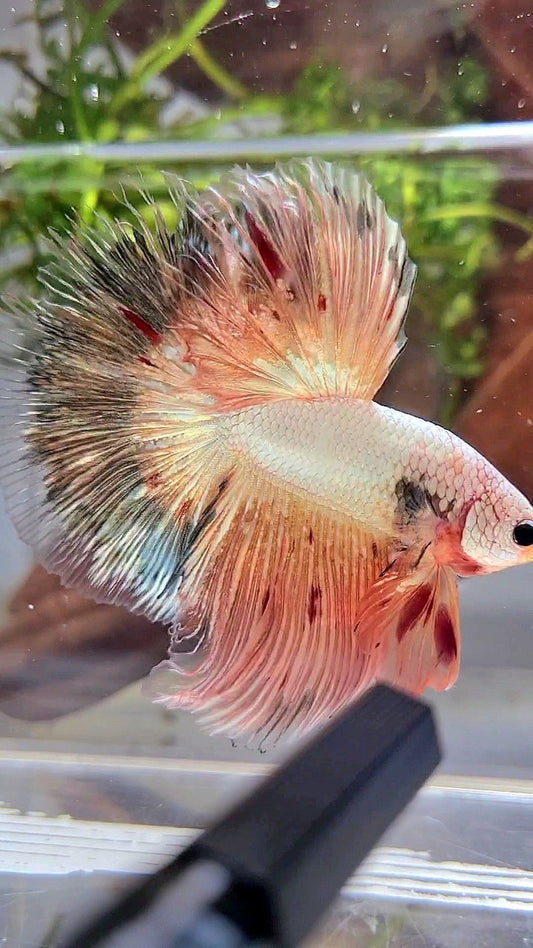 XL HALFMOON ROSETAIL PINK FLAMINGGO COPPER RIM BETTA FISH