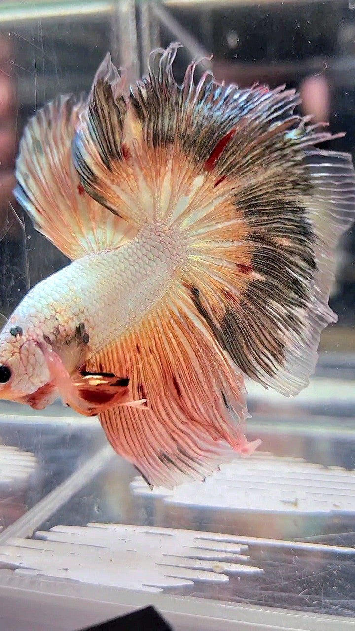 XL HALFMOON ROSETAIL PINK FLAMINGGO COPPER RIM BETTA FISH