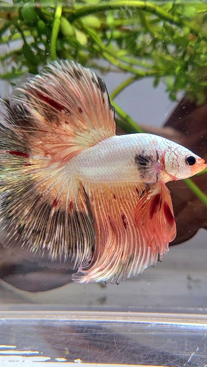 XL HALFMOON ROSETAIL PINK FLAMINGGO COPPER RIM BETTA FISH