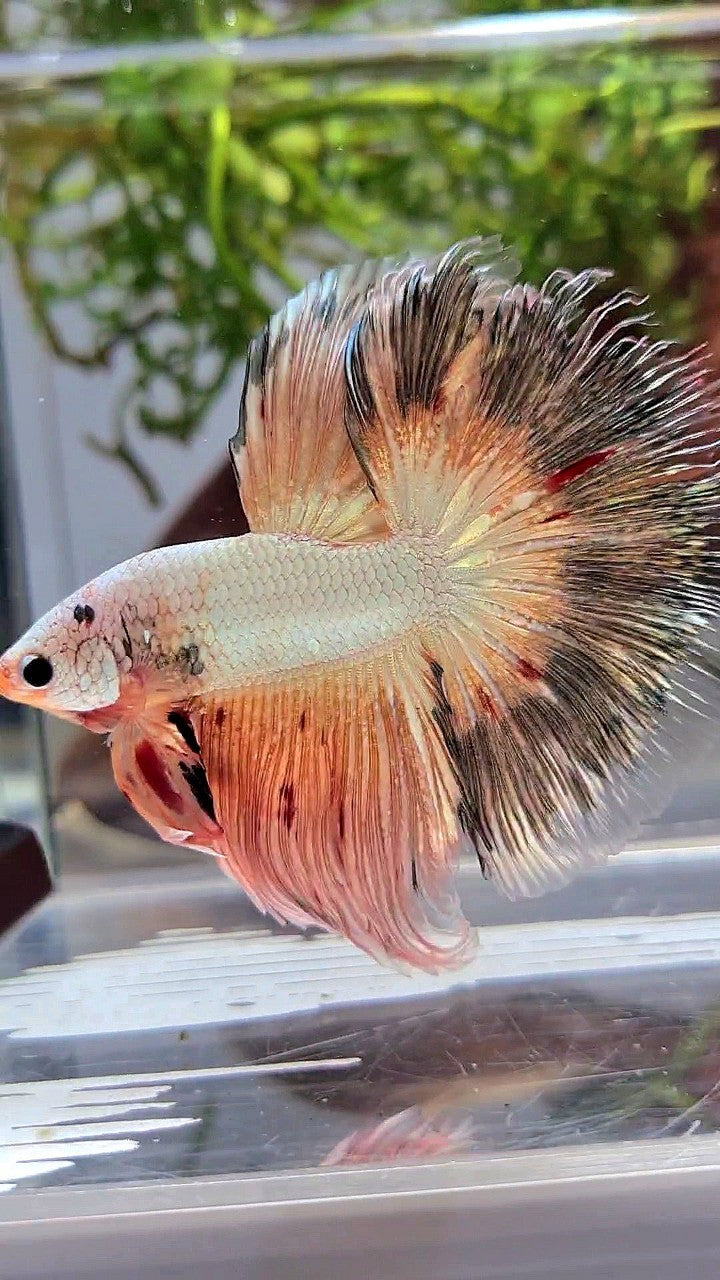 XL HALFMOON ROSETAIL PINK FLAMINGGO COPPER RIM BETTA FISH