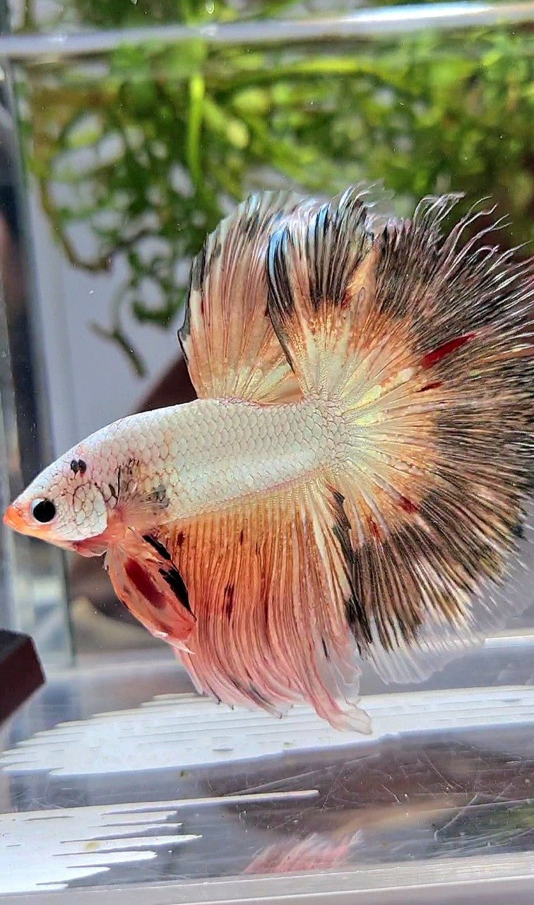 XL HALFMOON ROSETAIL PINK FLAMINGGO COPPER RIM BETTA FISH