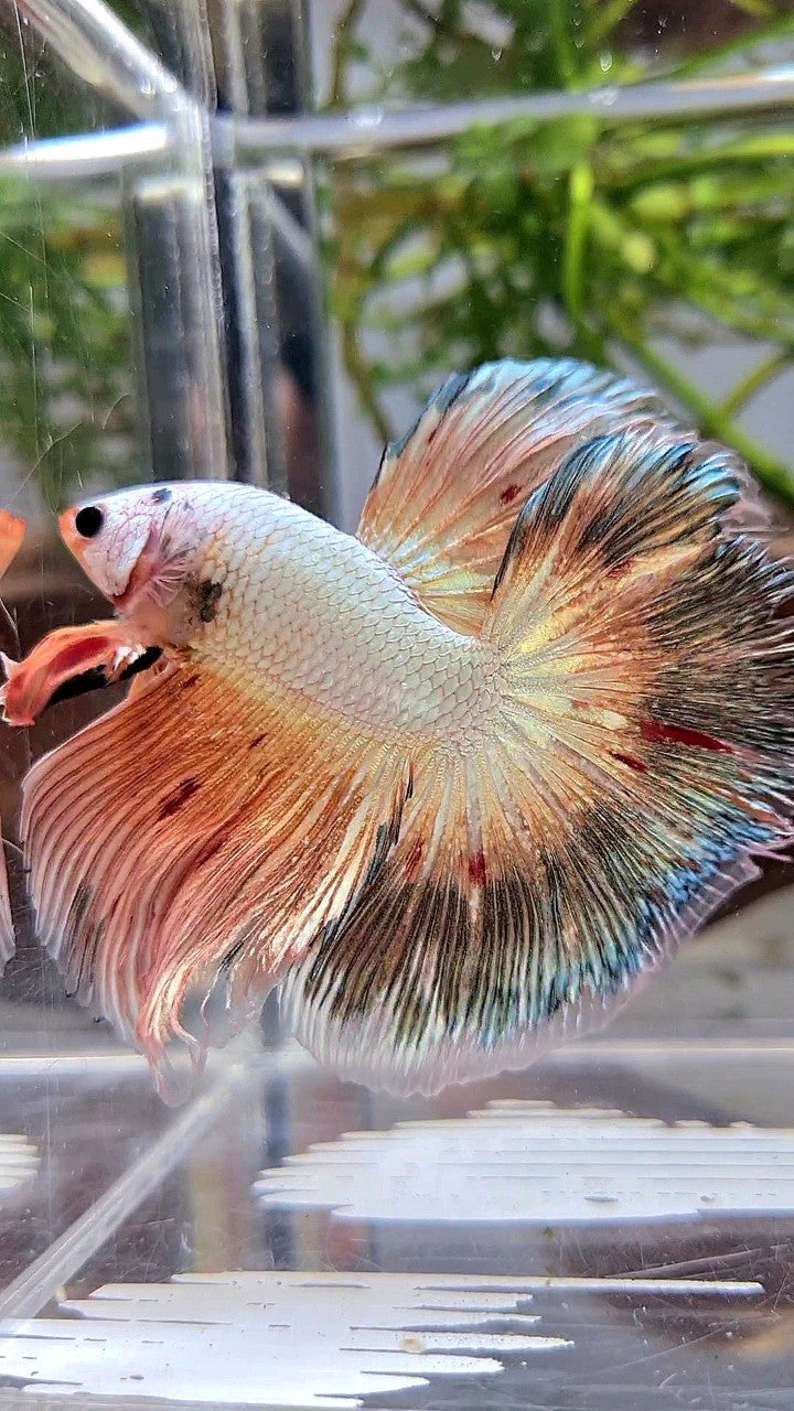 XL HALFMOON ROSETAIL PINK FLAMINGGO COPPER RIM BETTA FISH