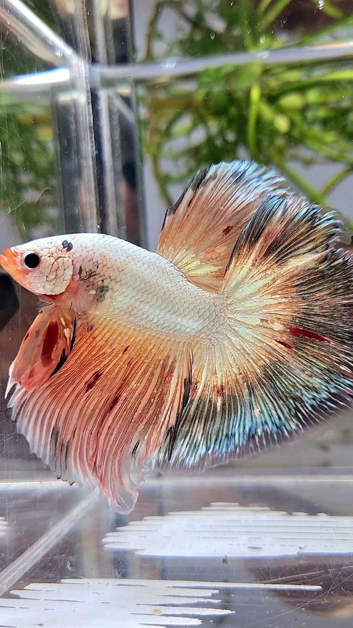 XL HALFMOON ROSETAIL PINK FLAMINGGO COPPER RIM BETTA FISH