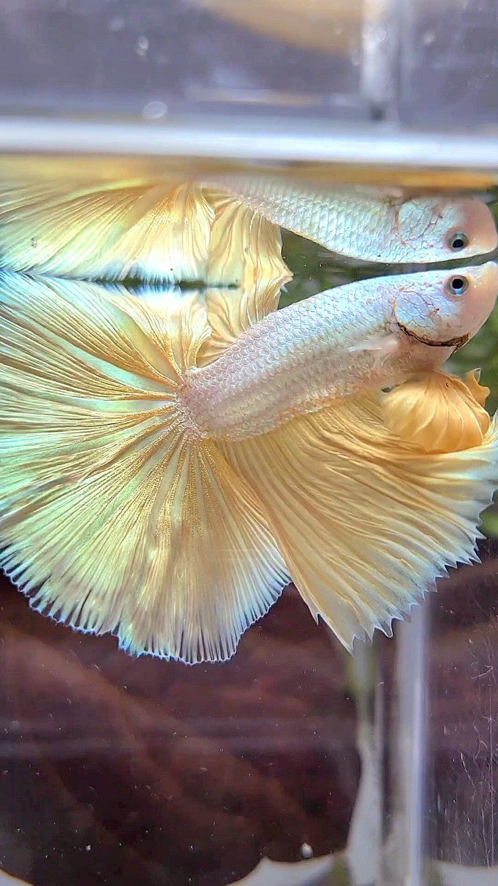 XL HALFMOON ROSETAIL YELLOW DRAGON SNOW BETTA FISH