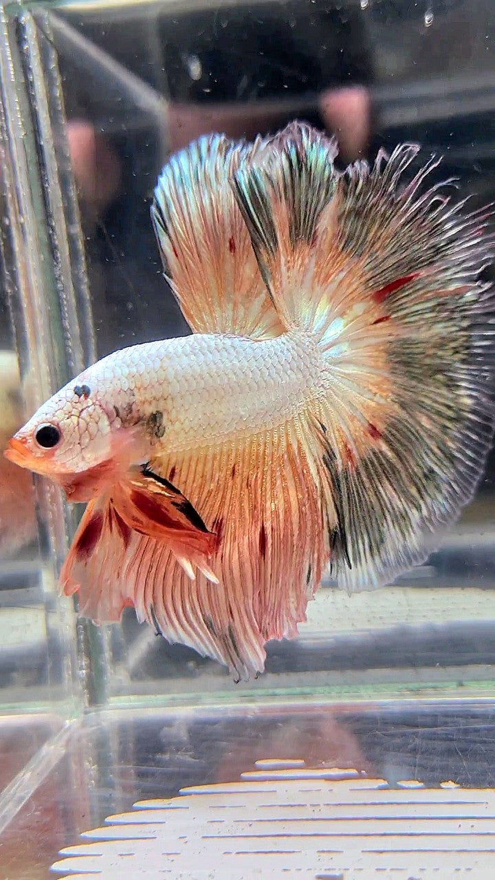 XL HALFMOON ROSETAIL PINK FLAMINGGO COPPER RIM BETTA FISH