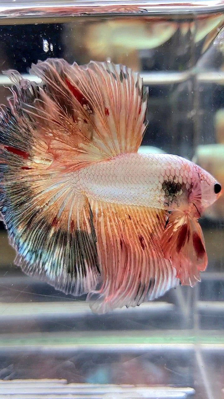 XL HALFMOON ROSETAIL PINK FLAMINGGO COPPER RIM BETTA FISH