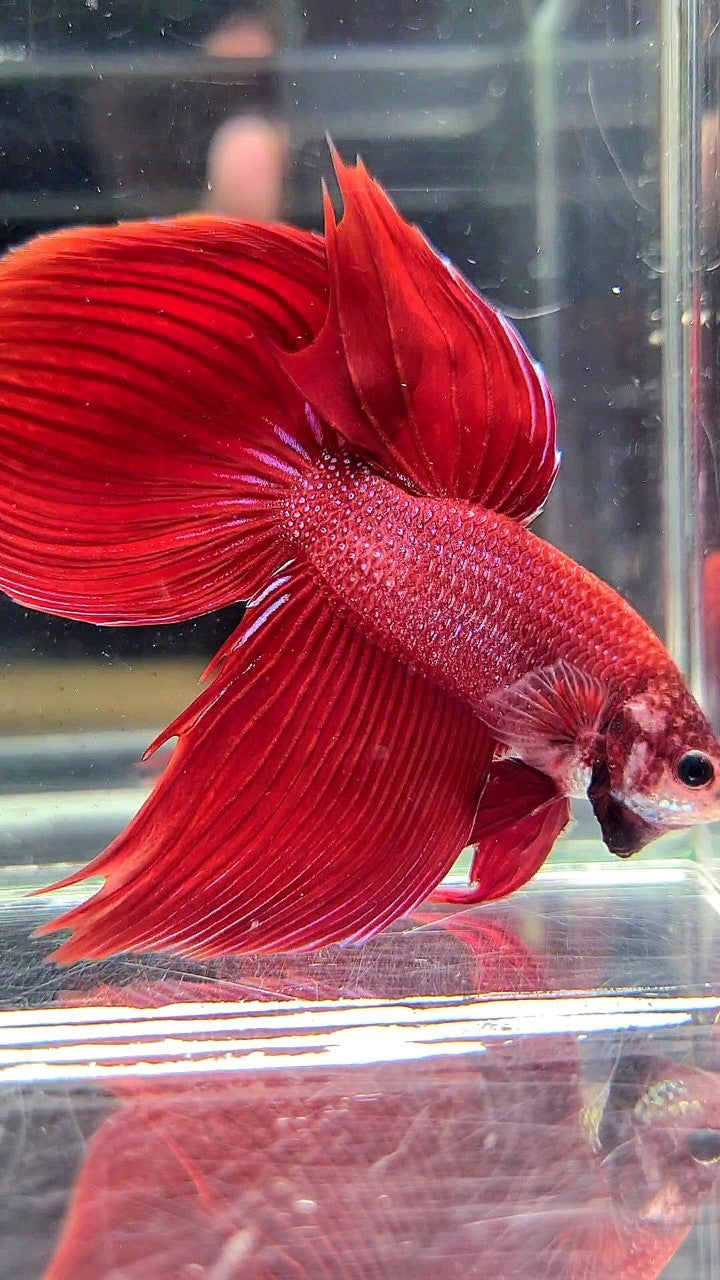 XL VEILTAIL SUPER RED BETTA FISH