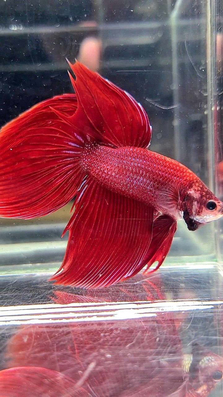 XL VEILTAIL SUPER RED BETTA FISH