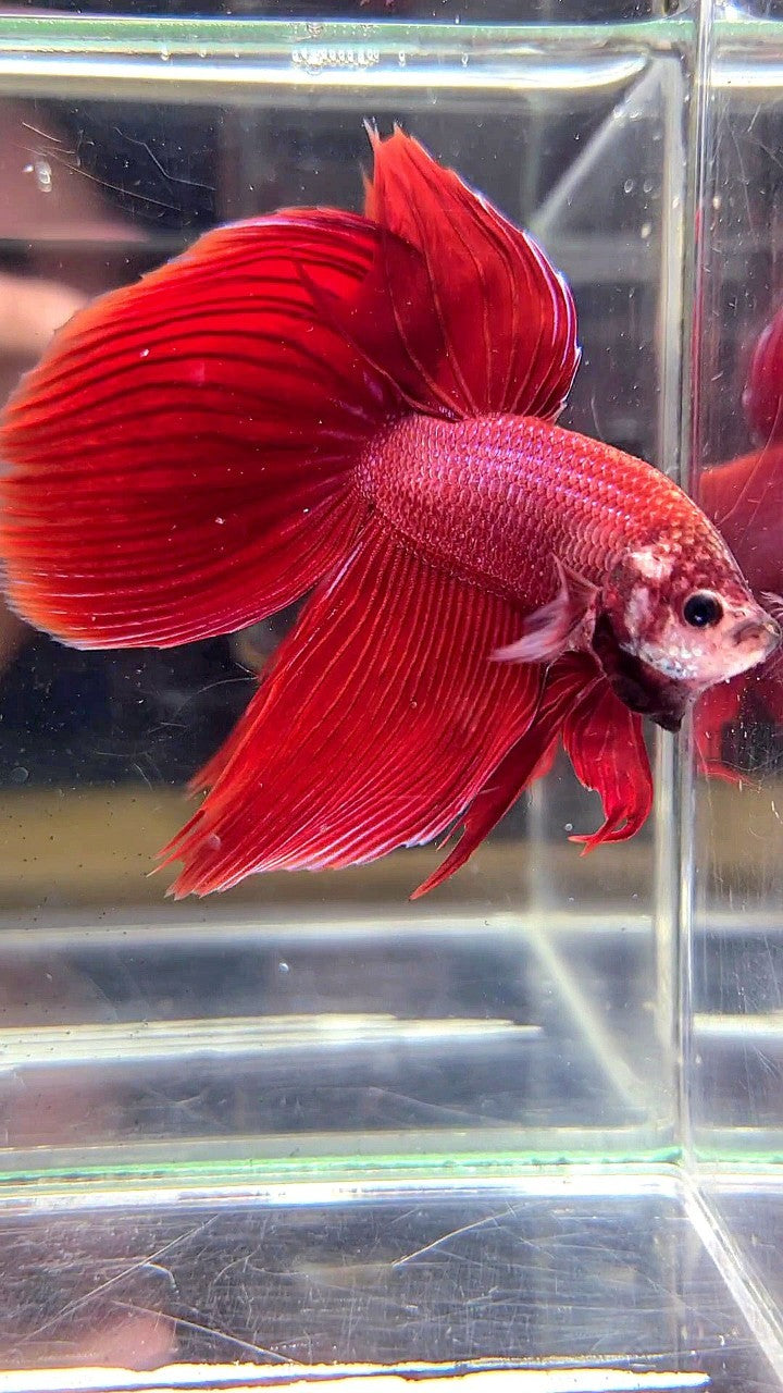 XL VEILTAIL SUPER RED BETTA FISH