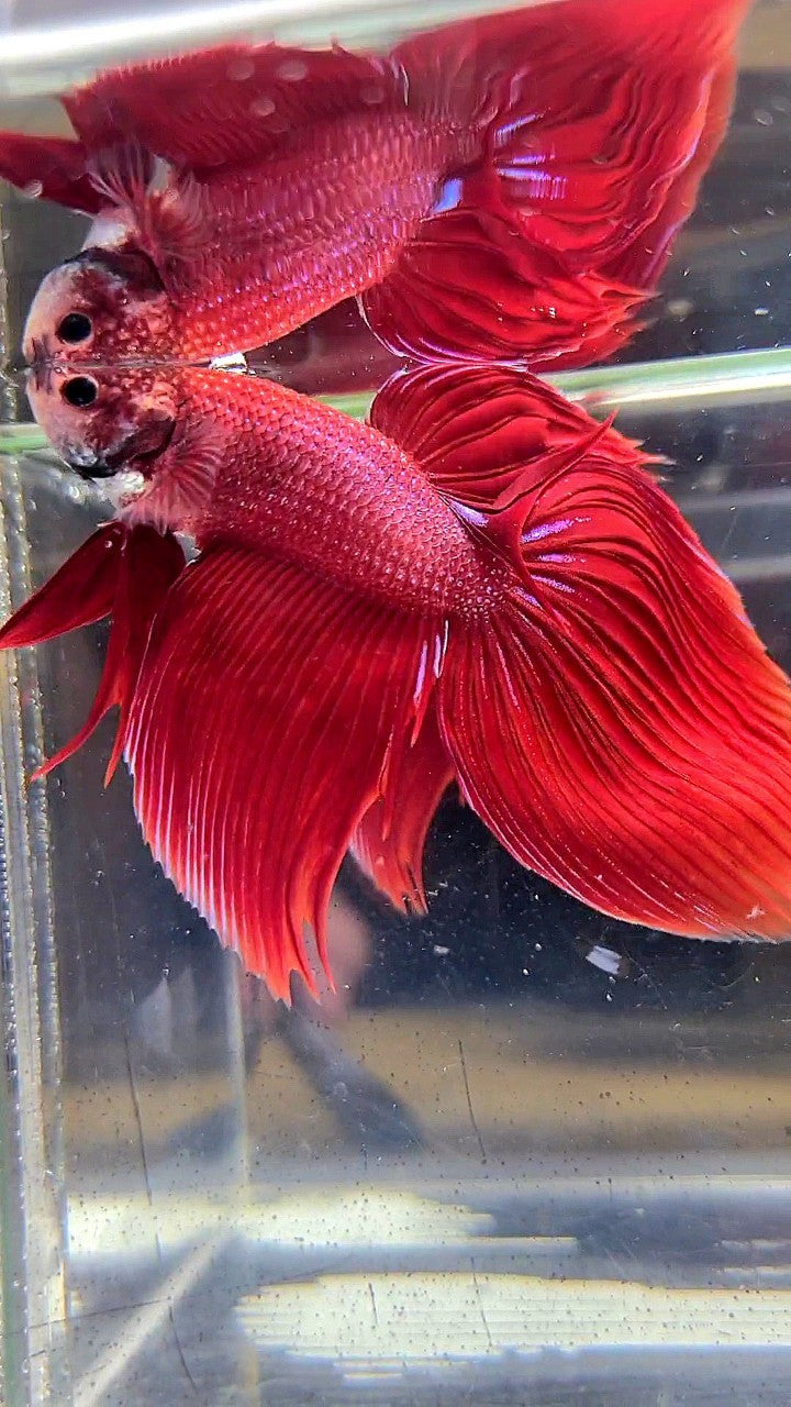 XL VEILTAIL SUPER RED BETTA FISH