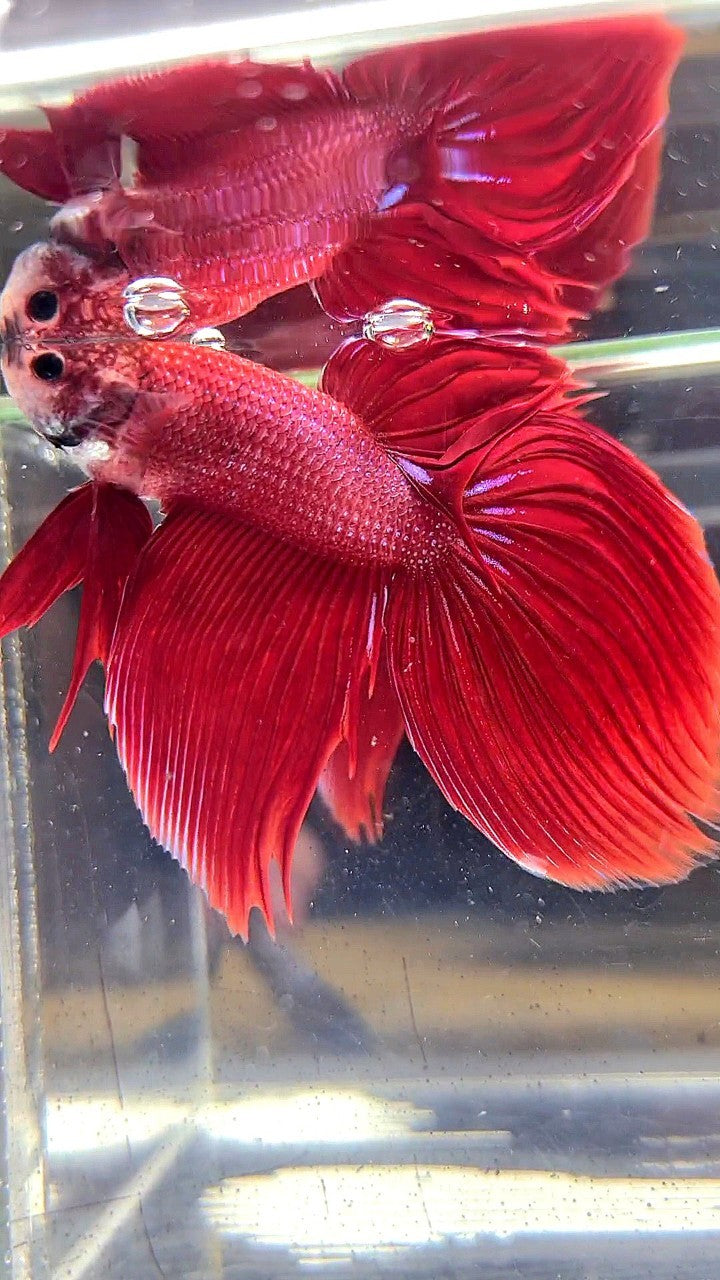 XL VEILTAIL SUPER RED BETTA FISH