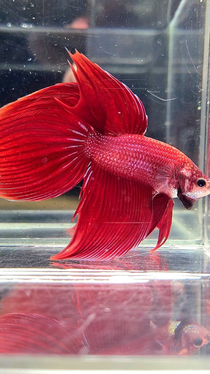 XL VEILTAIL SUPER RED BETTA FISH