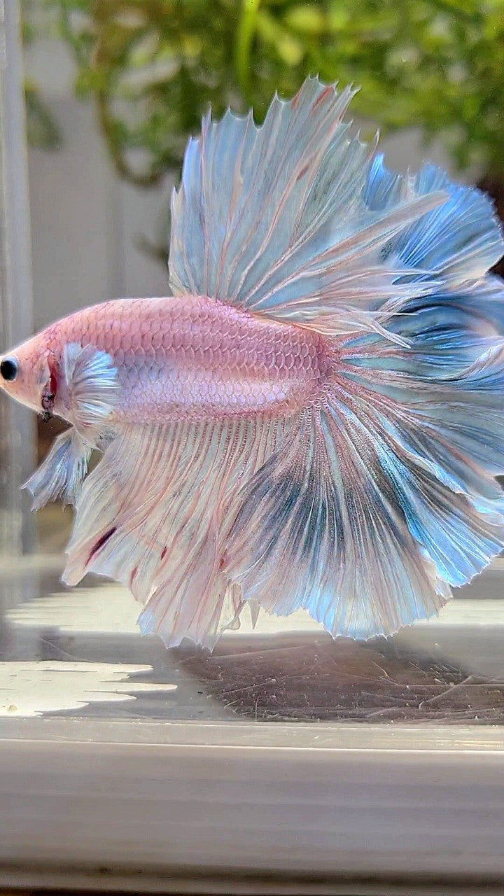 XL HALFMOON OVER ROSETAIL BLUE LIGHT GRIZZLE BETTA FISH