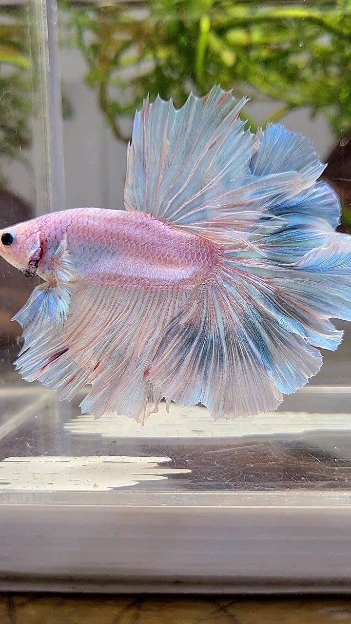 XL HALFMOON OVER ROSETAIL BLUE LIGHT GRIZZLE BETTA FISH