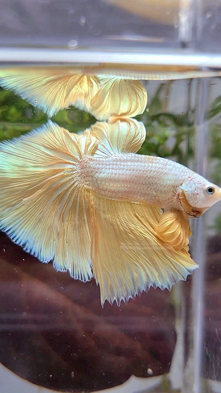 XL HALFMOON ROSETAIL YELLOW DRAGON SNOW BETTA FISH