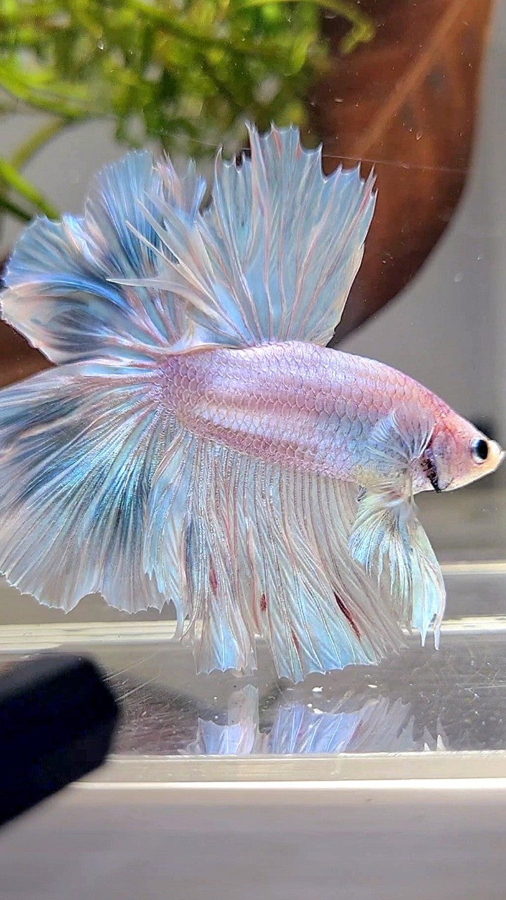 XL HALFMOON OVER ROSETAIL BLUE LIGHT GRIZZLE BETTA FISH