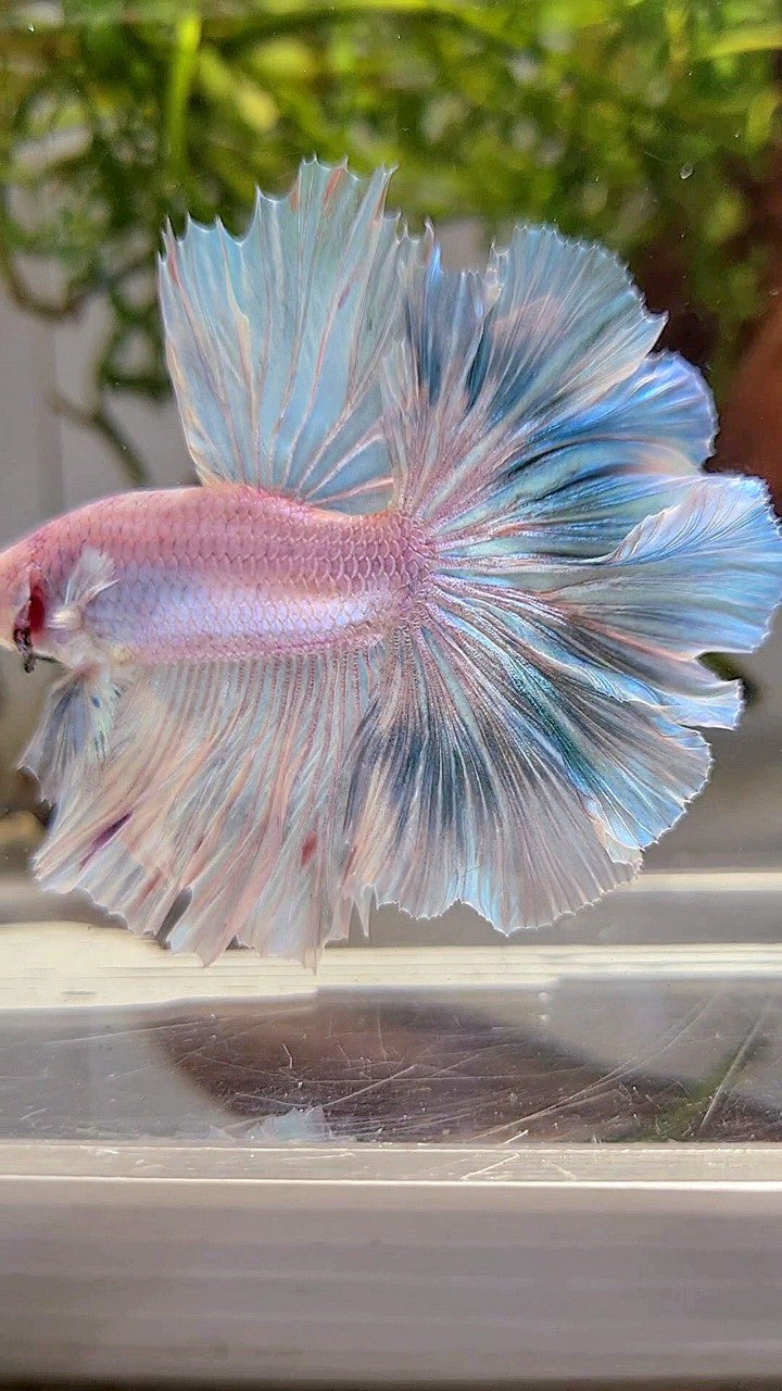 XL HALFMOON OVER ROSETAIL BLUE LIGHT GRIZZLE BETTA FISH