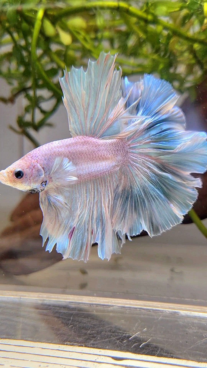 XL HALFMOON OVER ROSETAIL BLUE LIGHT GRIZZLE BETTA FISH