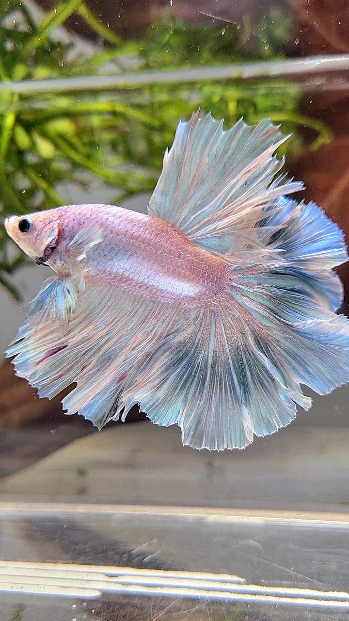 XL HALFMOON OVER ROSETAIL BLUE LIGHT GRIZZLE BETTA FISH