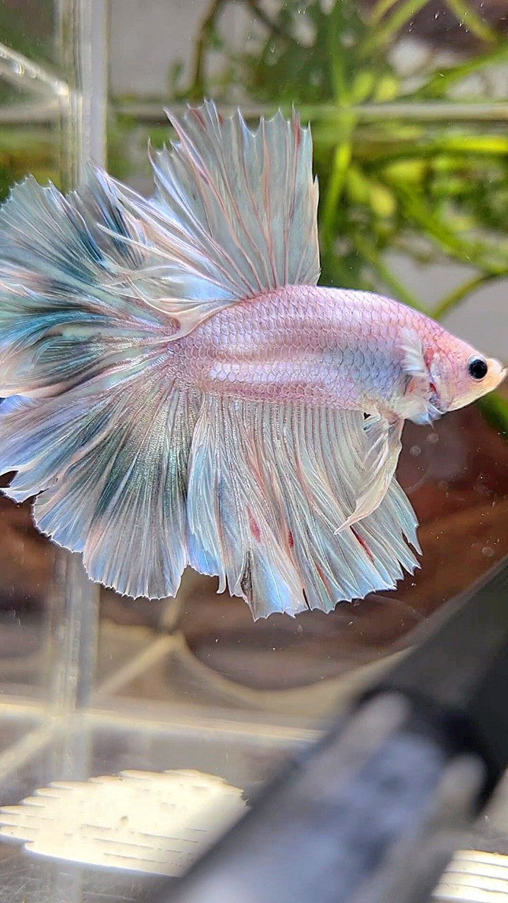 XL HALFMOON OVER ROSETAIL BLUE LIGHT GRIZZLE BETTA FISH