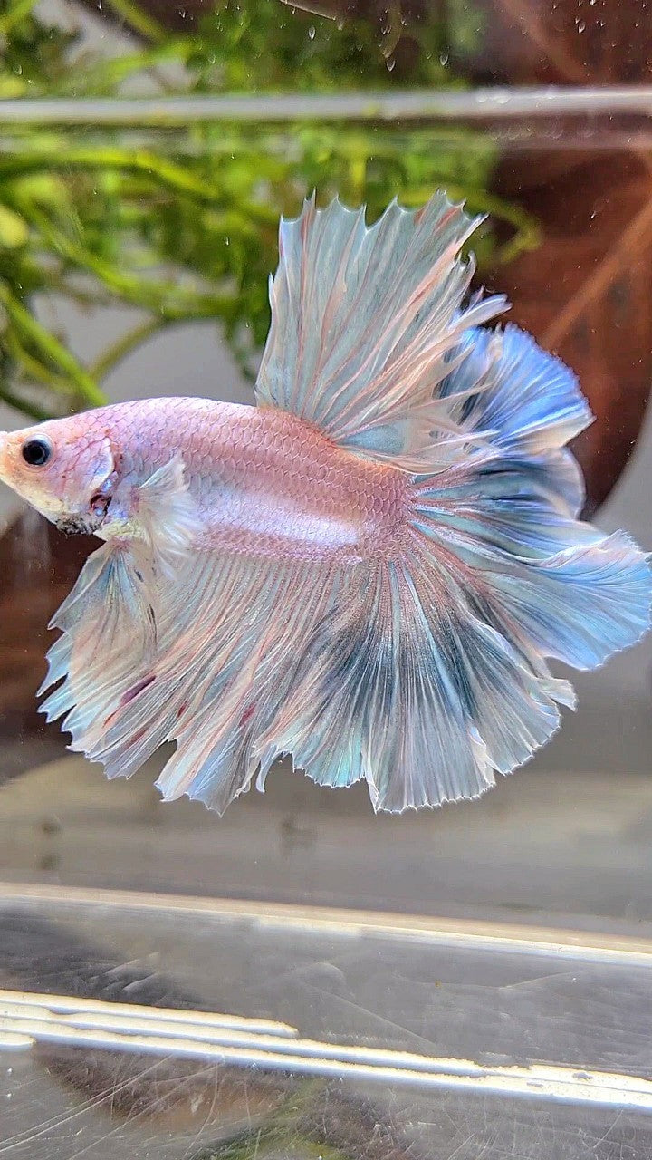 XL HALFMOON OVER ROSETAIL BLUE LIGHT GRIZZLE BETTA FISH