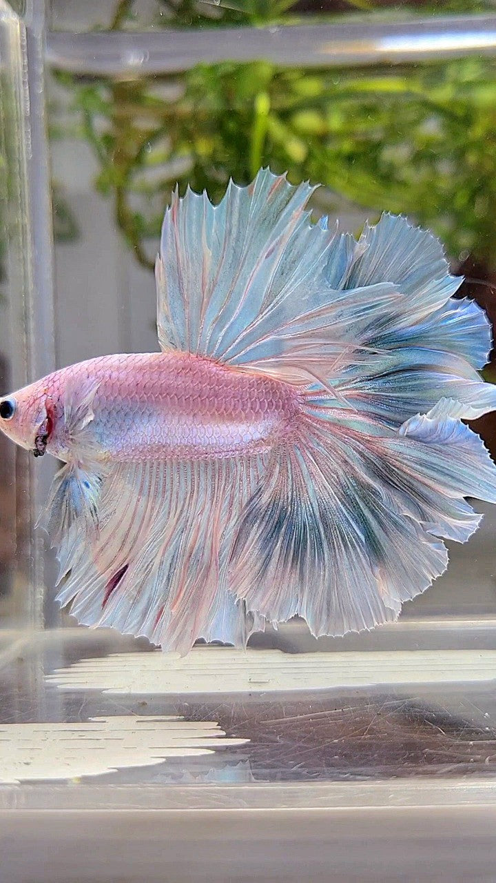 XL HALFMOON OVER ROSETAIL BLUE LIGHT GRIZZLE BETTA FISH