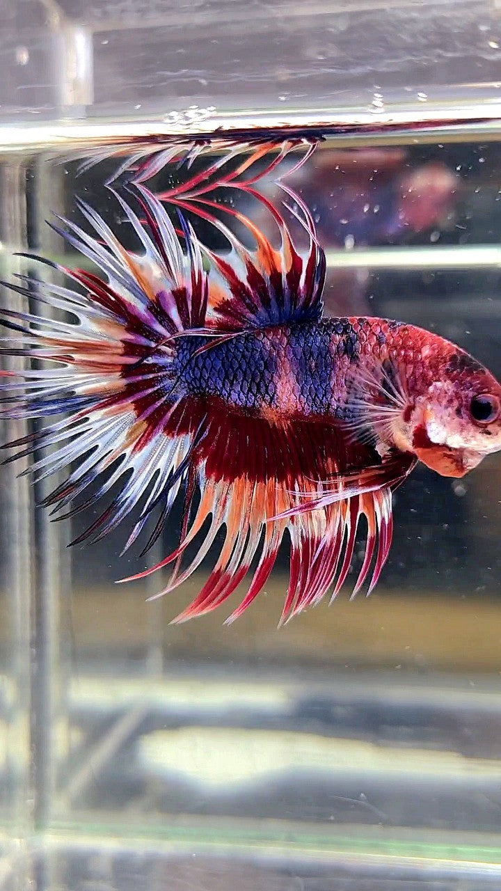 CROWNTAIL PURPLE CANDY ORANGE MULTICOLOR BETTA FISH