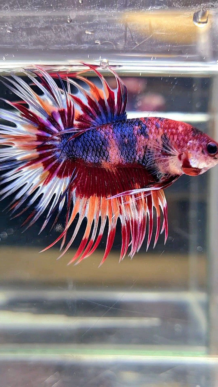 CROWNTAIL PURPLE CANDY ORANGE MULTICOLOR BETTA FISH