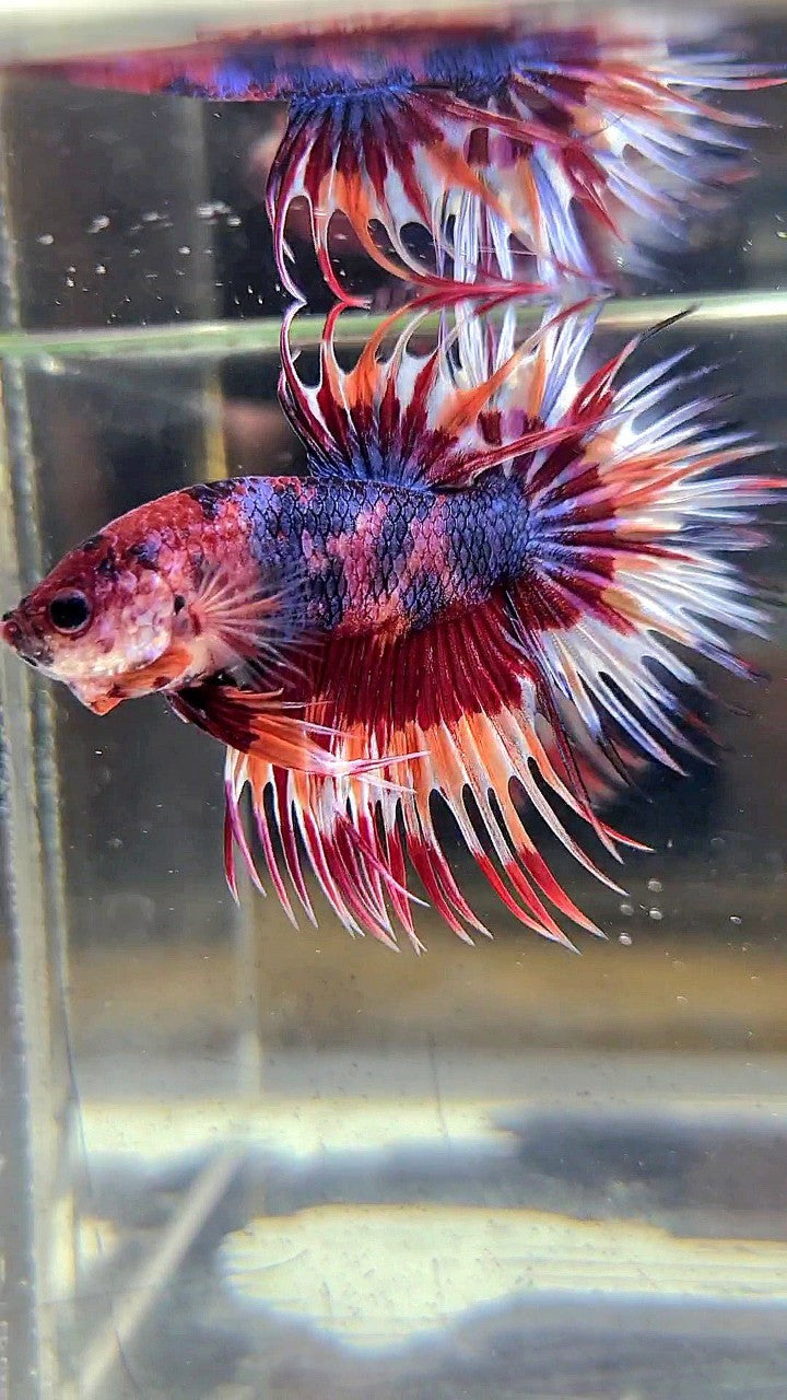 CROWNTAIL PURPLE CANDY ORANGE MULTICOLOR BETTA FISH