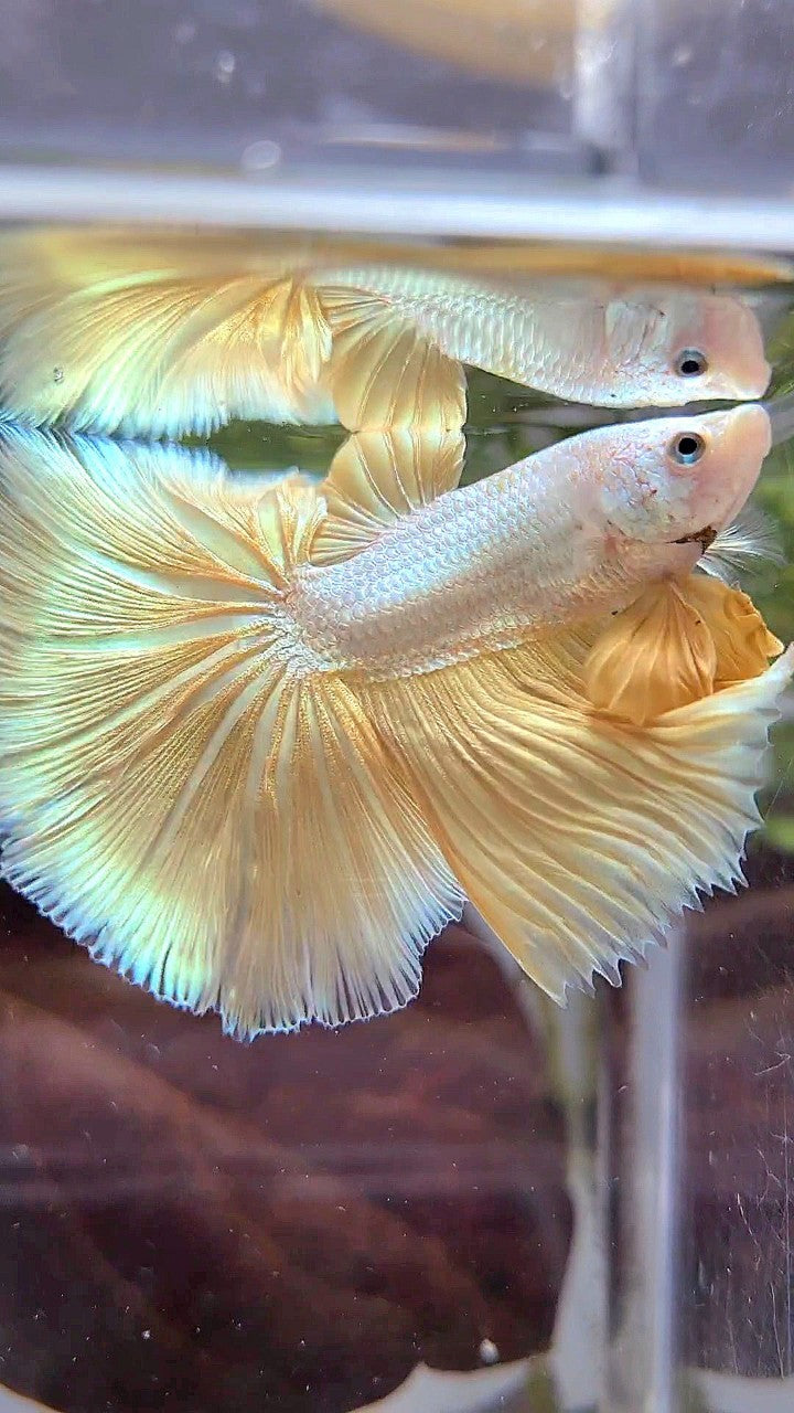 XL HALFMOON ROSETAIL YELLOW DRAGON SNOW BETTA FISH