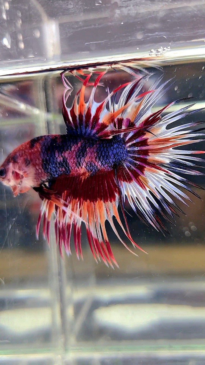 CROWNTAIL PURPLE CANDY ORANGE MULTICOLOR BETTA FISH