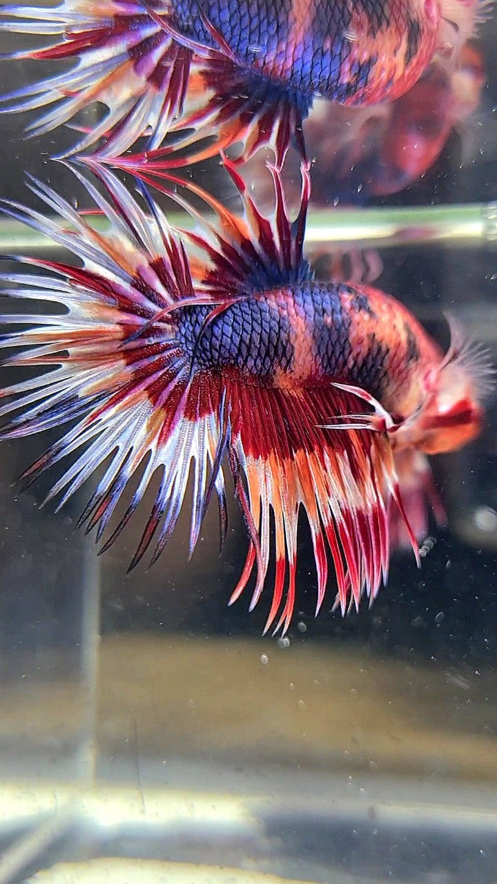 CROWNTAIL PURPLE CANDY ORANGE MULTICOLOR BETTA FISH – Rare Betta Fish Store