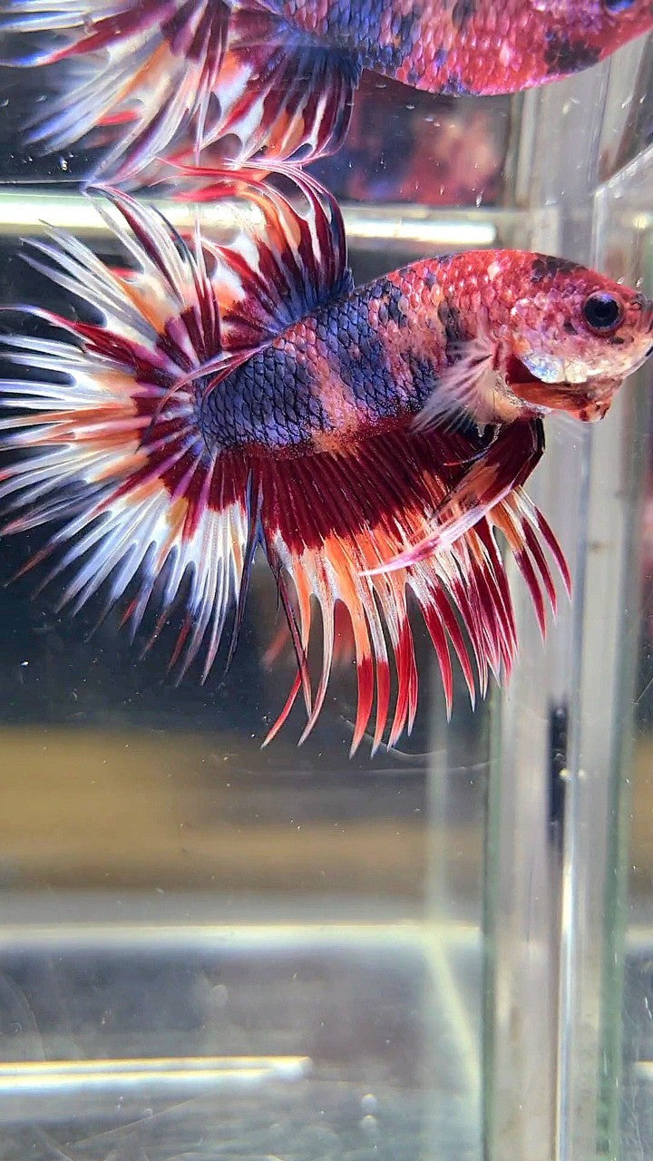 CROWNTAIL PURPLE CANDY ORANGE MULTICOLOR BETTA FISH