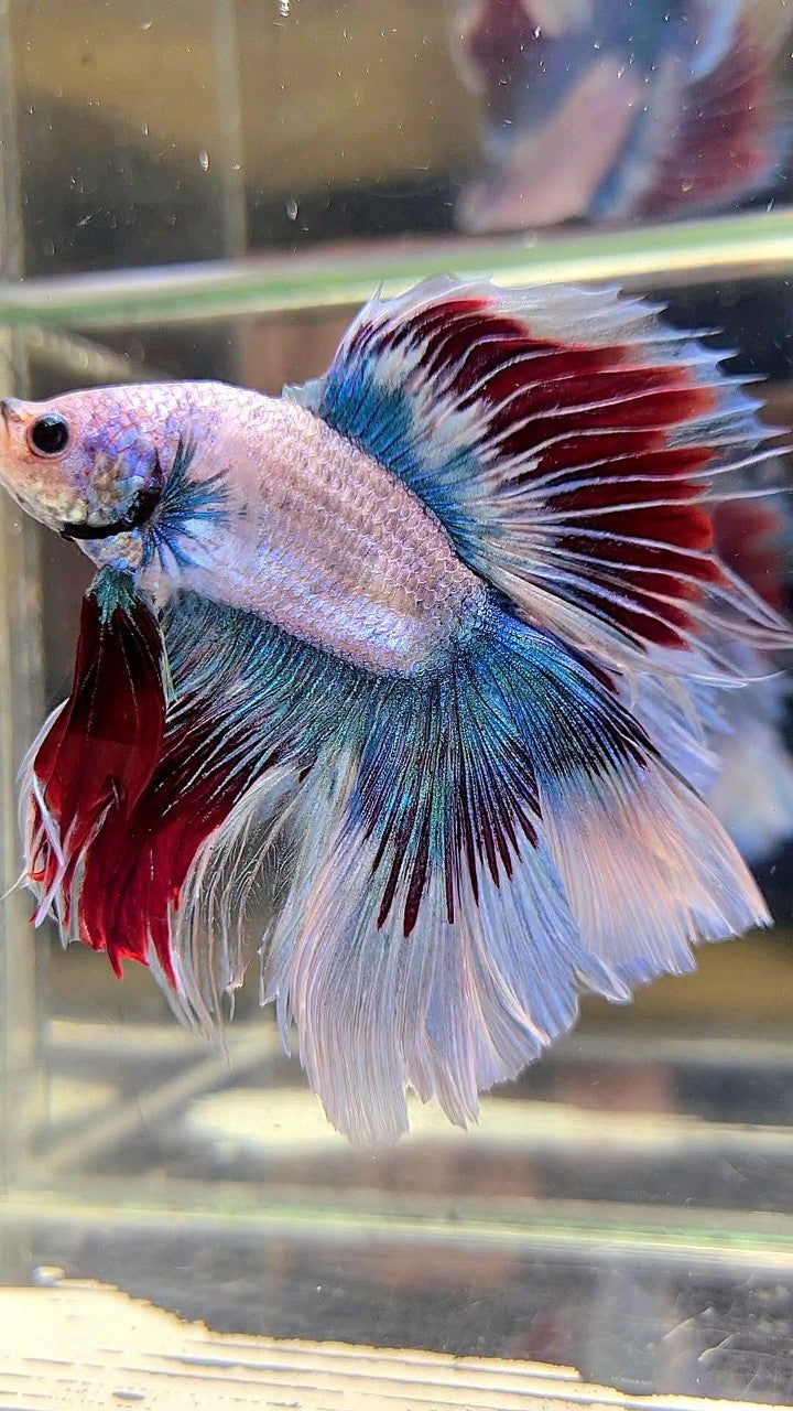 XL HALFMOON DOUBLE TAIL WAROCHAI BETTA FISH